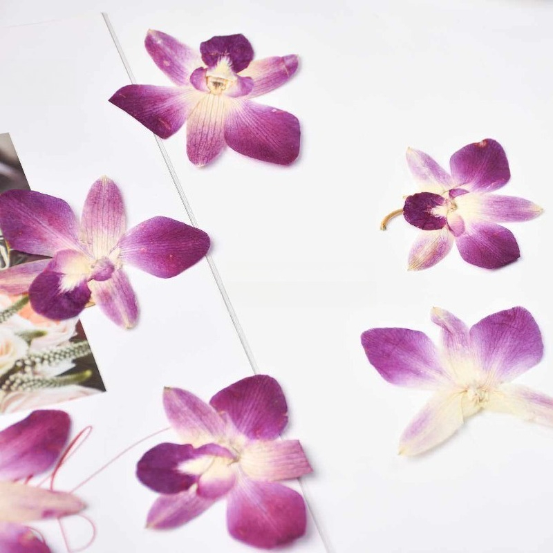 4 stuks, echte geperste vlinde - Art Craft Flower recensie en prijs